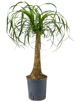 Stem (45)