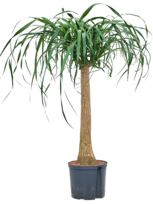 Stem (60)