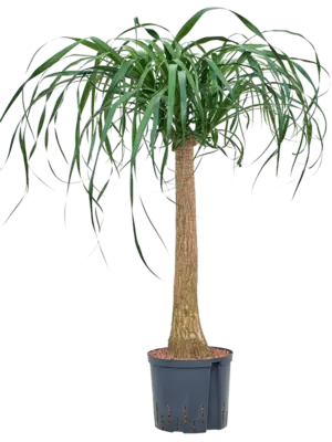 Stem (60)