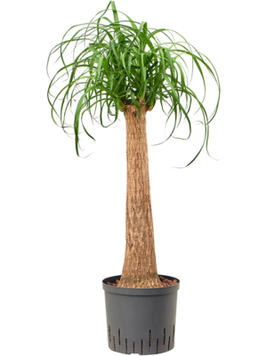 Stem (60)