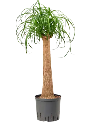 Stem (60)