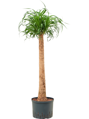 Stem (80)