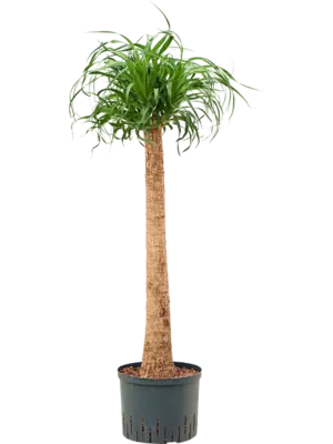 Stem (80)