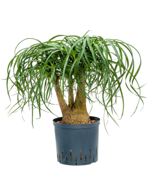 Branched (30)