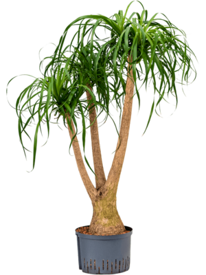 Branched (80)
