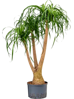 Branched (80)