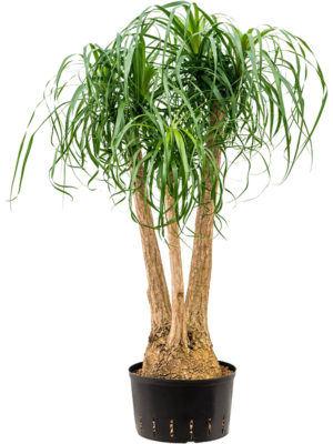 Branched (80)