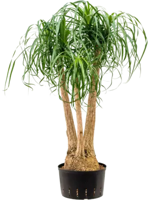Branched (80)