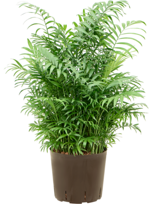 Bush