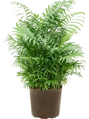 Bush