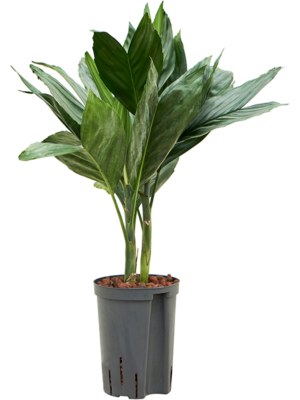 Tuft