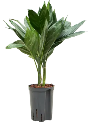 Tuft