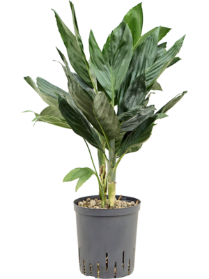 Tuft (Bims)