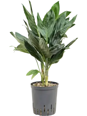 Tuft (Bims)