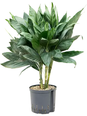 Tuft (Bims)