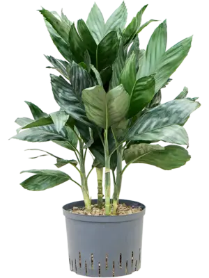 Tuft (Bims)