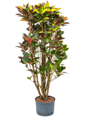 Branched