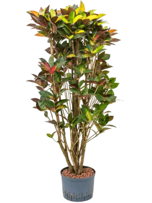Branched