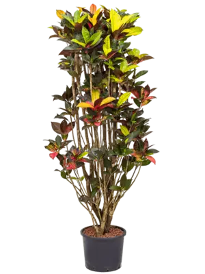 Branched