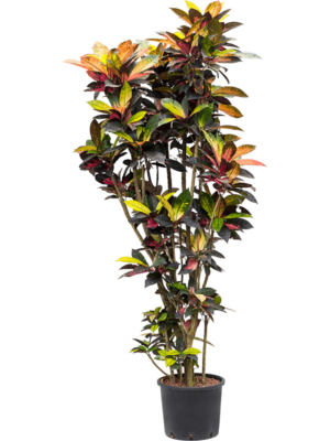 Branched