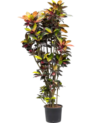 Branched