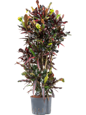 Branchedi