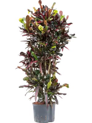 Branchedi