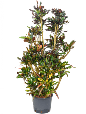 Branched