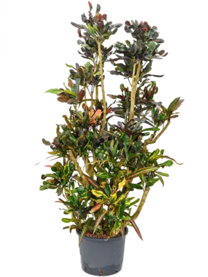 Branched