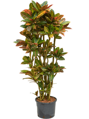 Branched