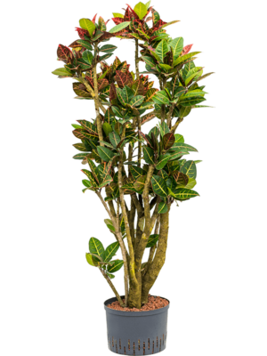 Branched