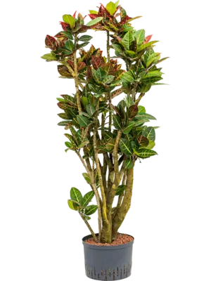 Branched