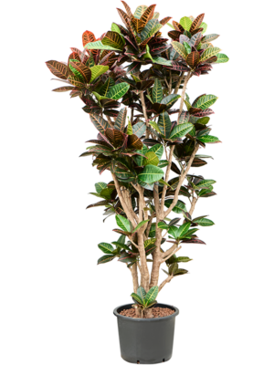 Branched