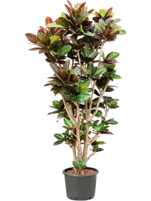 Branched