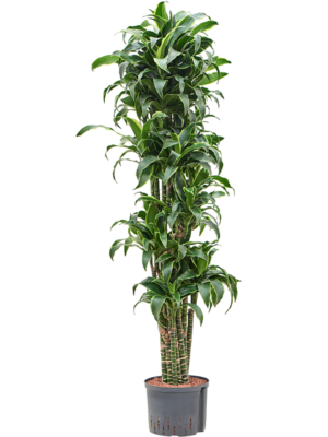 Branched-multi