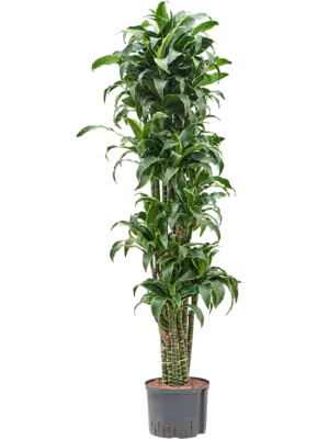 Branched-multi