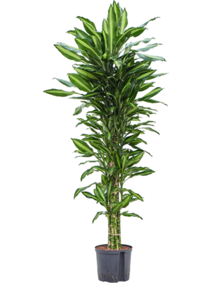 Branched-multi