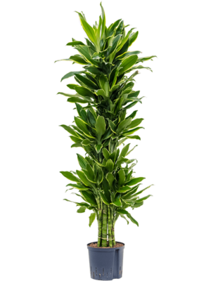 Branched-multi