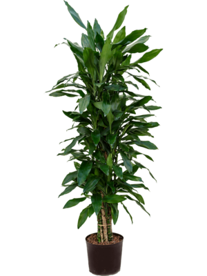 Branched-multi