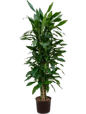 Branched-multi