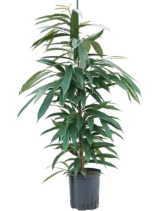 Ficus