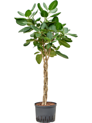 Stem braided