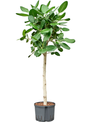 Stem