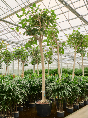 Stem