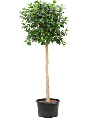 Stem