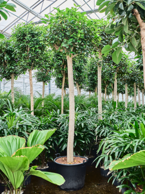 Stem