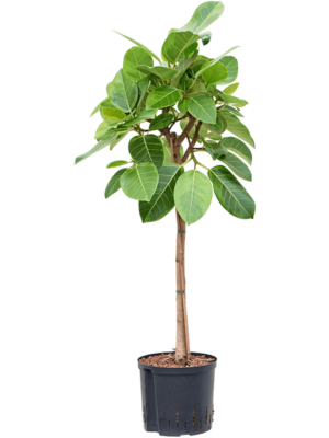 Stem
