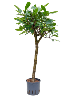 Stem