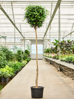 Stem