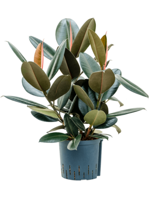 Bush